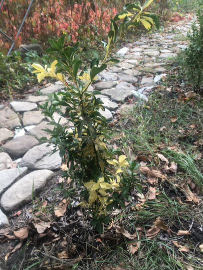 Дача 84 м² на участке 10,9 сот.