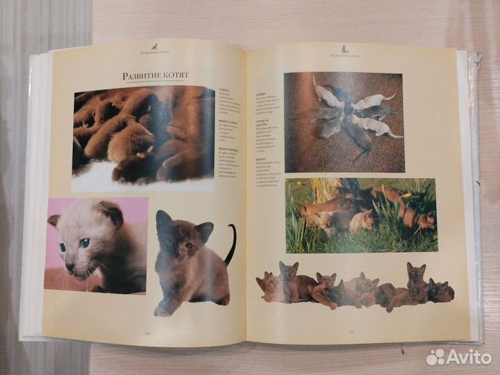 Энциклопедия о кошках