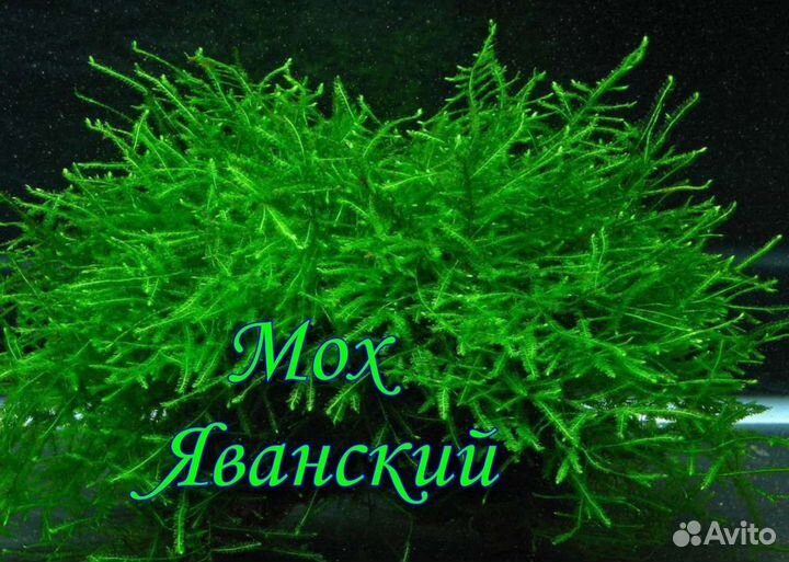 Аквариумные растения (Отправка по России)