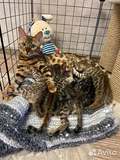 Бенгальские котята