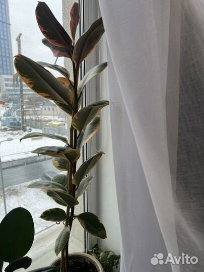 Комнатные цветы