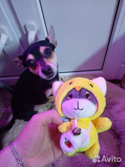 Той-терьер щенки