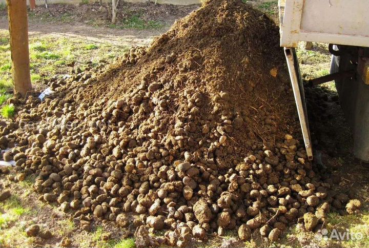 Конский навоз бесплатно