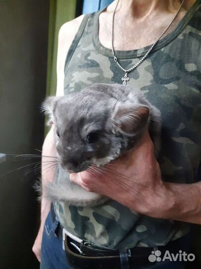 Фиолетовая шиншилла