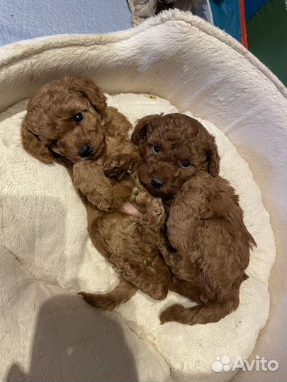 Мальтипу мини рэд браун