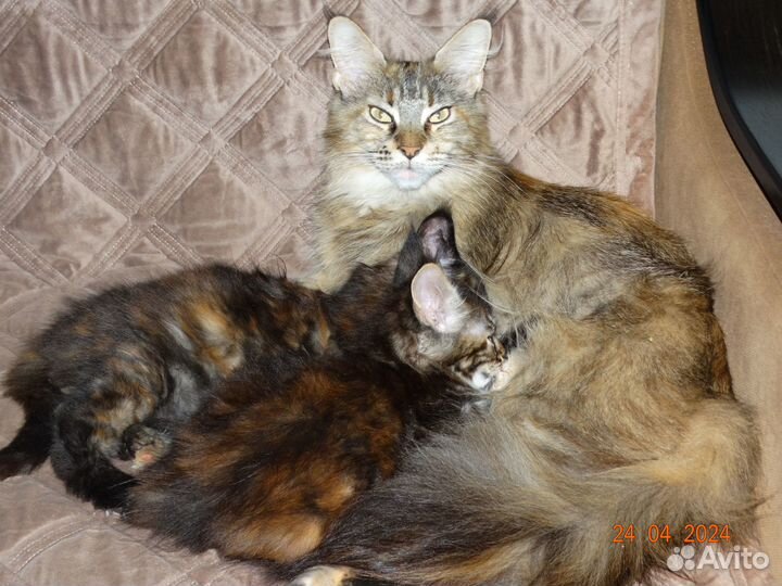 Котята мейн-кун