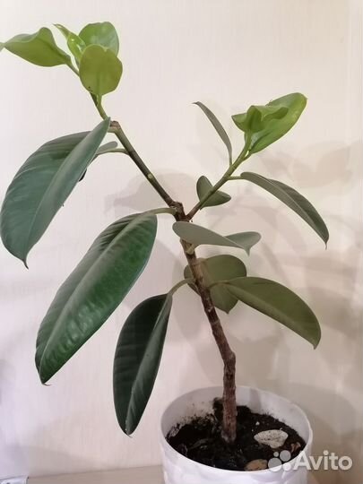 Фикус каучуконосный