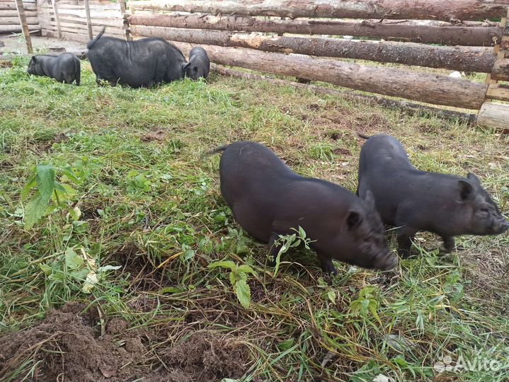 Вьетнамские вислобрюхие поросята