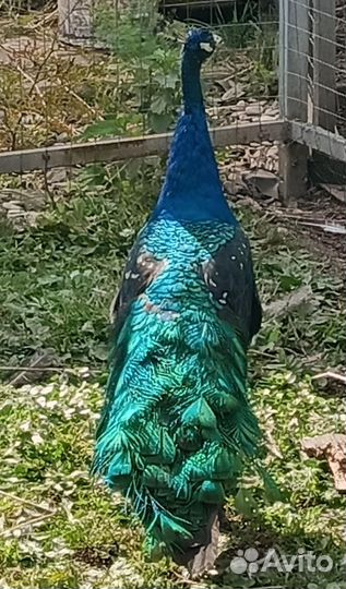 Павлины черноплечие