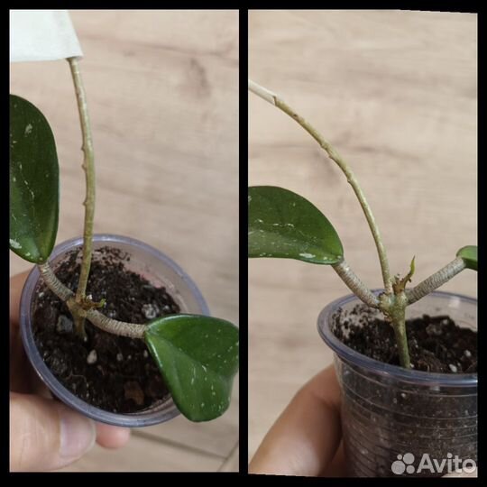 Хойя Карноза, Tsangii, Sigilatis,Белла