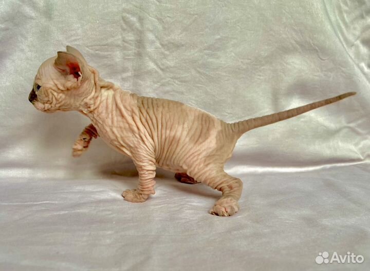 Великолепный мальчик