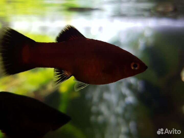 Рыбки Пецилии и Молинезии