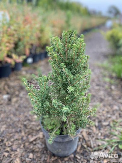 Ель канадская коника