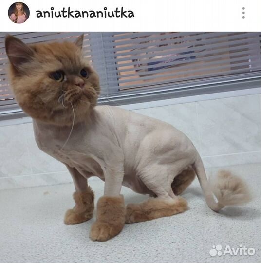 Стрижка кошек и собак. Выезд на дом