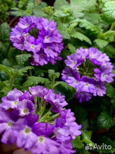 Вербена вегетативная