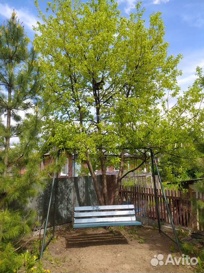 Саженцы клена Роял Рэд, север дуба (3года), желуди