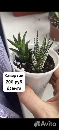 Суккуленты