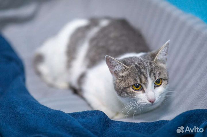 Симоня ищет дом