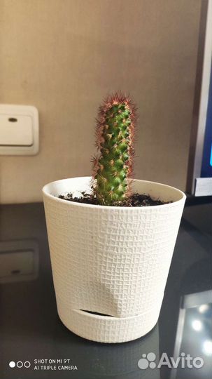 Кактус с красными иголками(Mammillaria elongata)