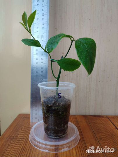 Лимон Мейера