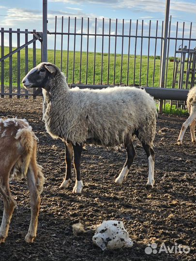 Овцы бараны ягнята