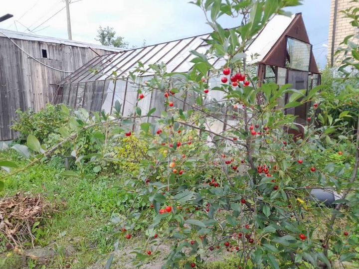 Участок 6,3 сот. (СНТ, ДНП)