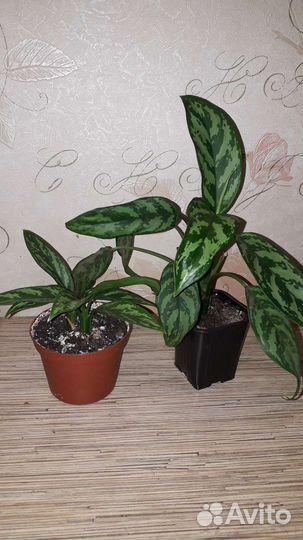 Аглаонема Сильвер Квин, комнатные растения