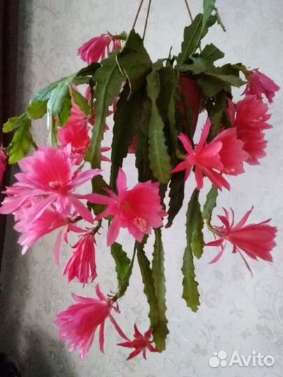 Рассада летников