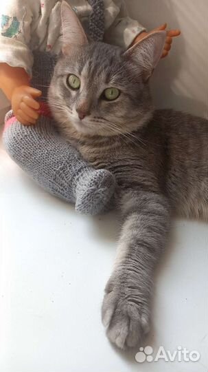 Передержка кошек и кроликов. Даурская