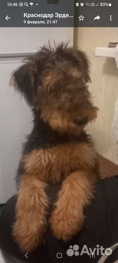 Эрдельтерьер