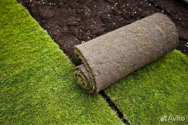 Рулонный газон 