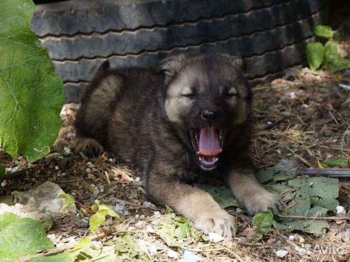 Щенки 4 в поиске дома