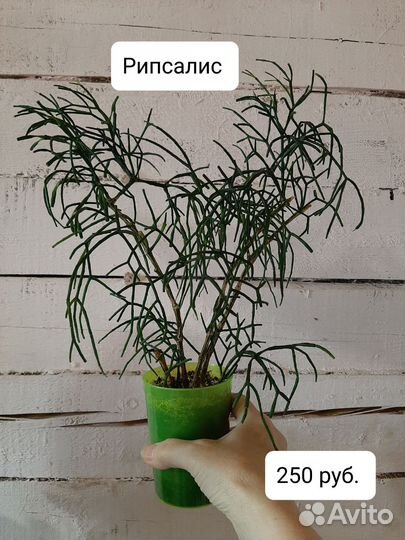 Кактусы и суккуленты