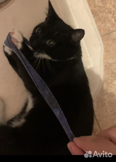Кошка бесплатно