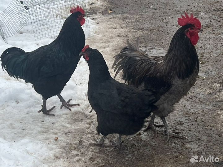 Яйцо Фавероль и Джерсийский гигант