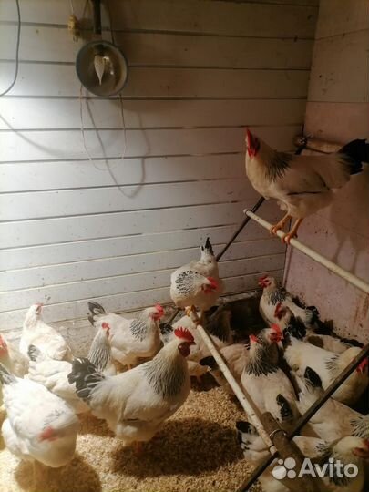 Инкубационные яйца кур