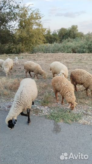 Овцы бараны