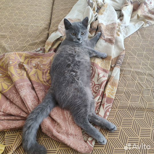 Кошечка в добрые руки
