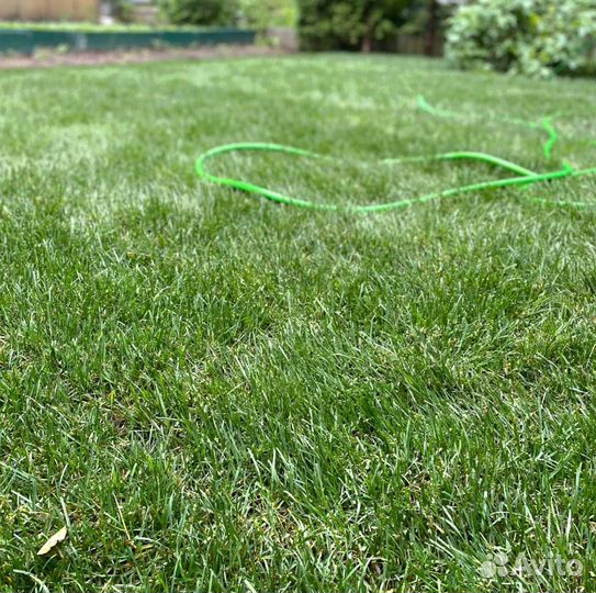 Рулонный газон, посевной газон