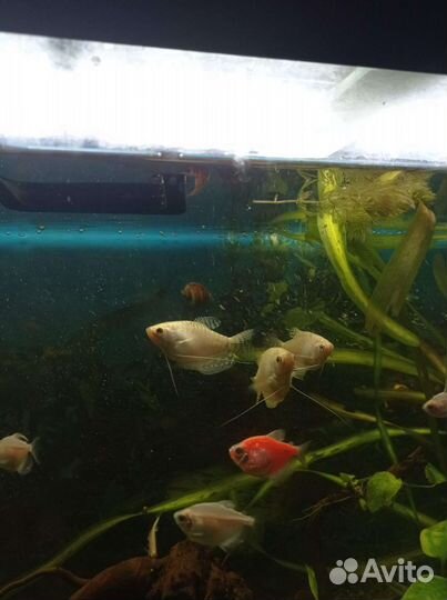 Рыбки акварюмные