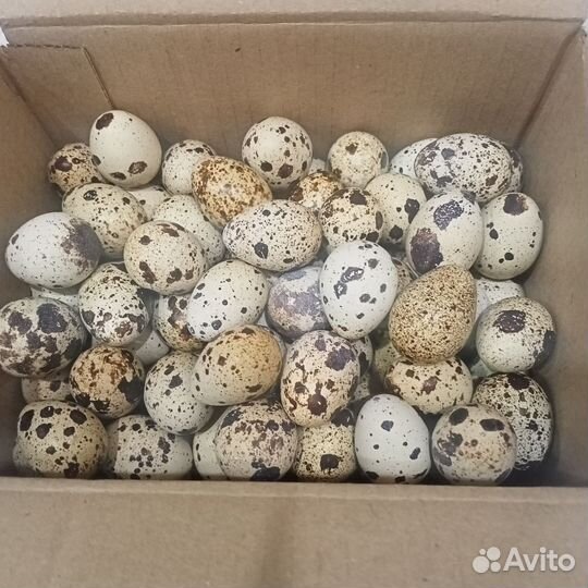 Яйца перепелиные