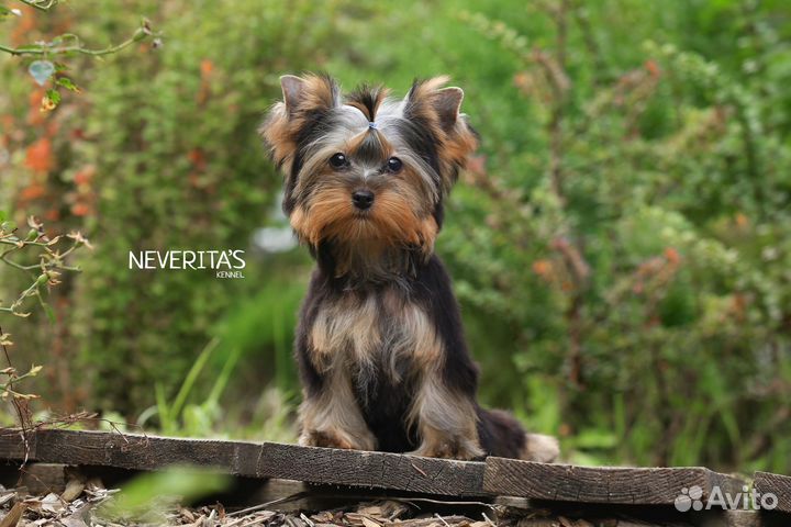 Йоркширский терьер мини