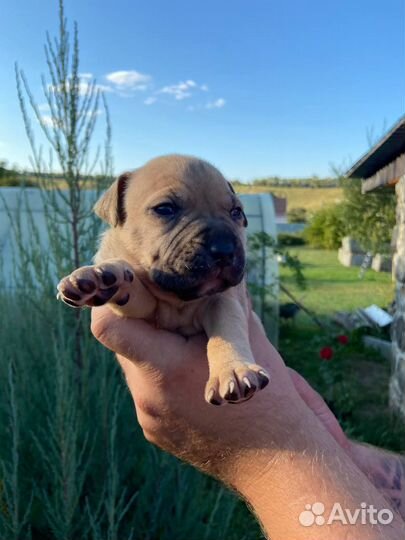 Щенки стаффа