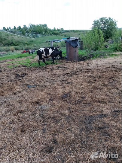 Продам телку на мясо