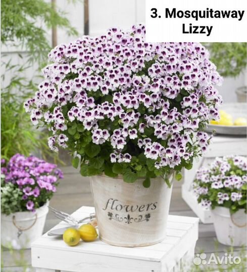 Пеларгонии ангелы