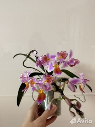 Орхидеи эквестрис трилипс