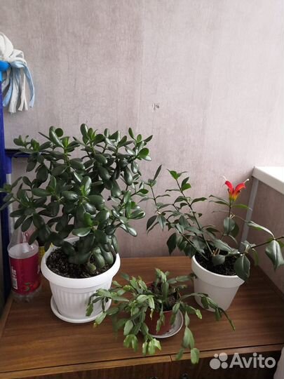 Комнатные цветы