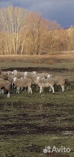 Овцы Катумские