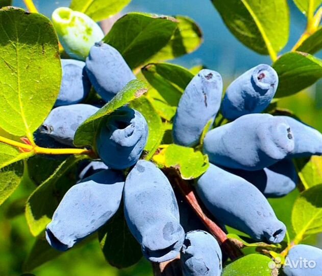 Саженцы жимолости 2 х. Летние