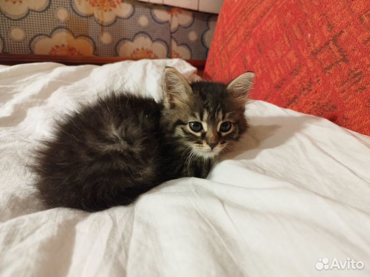 Активная киса